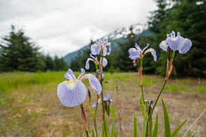 Alaska iris