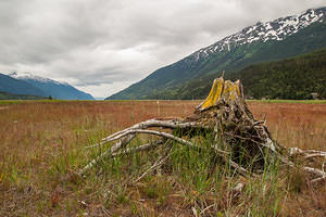 Stump on the Dyea flats