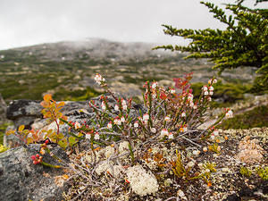 White Mountain Heather