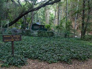 Ivy and cabins