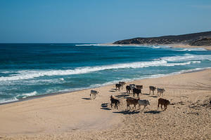 Beach cows