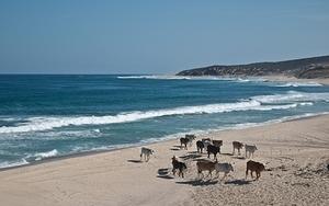 Beach cows