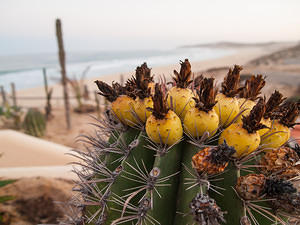 Cactus fruit