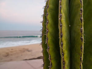 Cactus spines