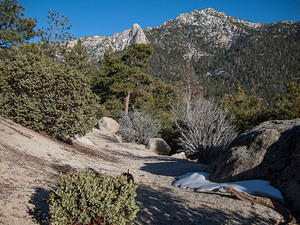 Wandering in Idyllwild