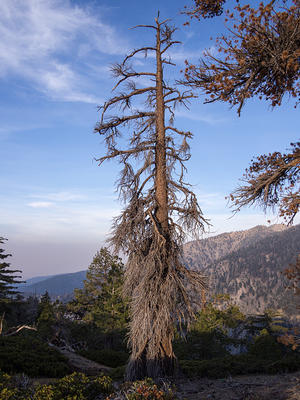 Dead tree