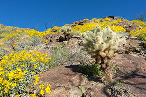 Cholla Cactus