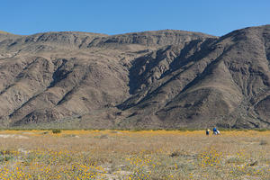 Anza Borrego Wildflows