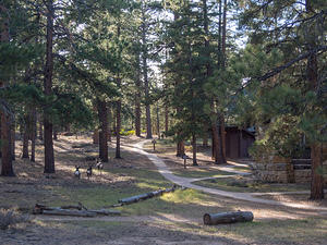 Deer near the Bryce cabins