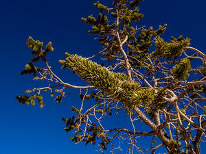 Bristlecone