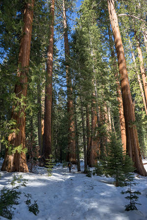 Big Trees Trail