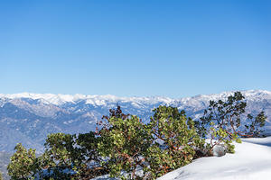 Manzanita and snow