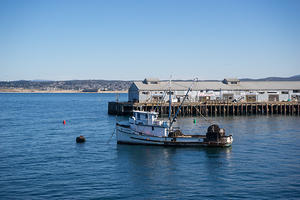 Otters in Monterey Bay