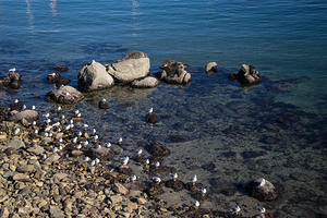 Seals at Monterey Bay