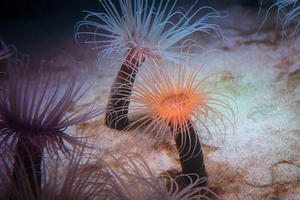 Tube-dwelling anemone