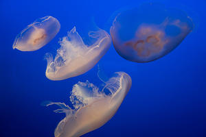 Jellyfish at Monterey Bay Aquarium