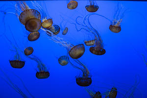 Jellyfish at Monterey Bay Aquarium