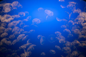 Jellyfish at Monterey Bay Aquarium