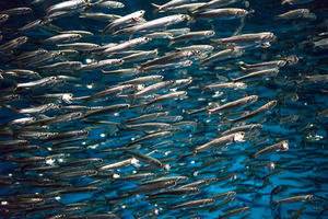 Monterey Bay Aquarium