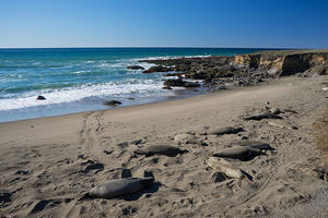 Elephant Seals at San Simeon