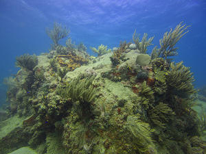 Corals and fans