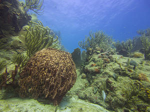 Sponge and corals