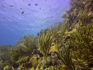 Corals and fish