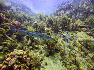 Barracuda and corals