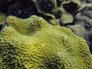 Yellow-green coral