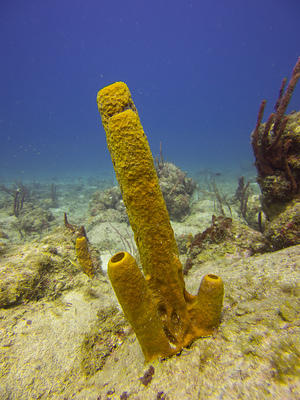 Large sponge