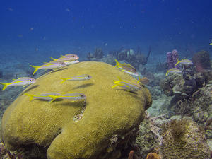 Yellow stripe fish and coral