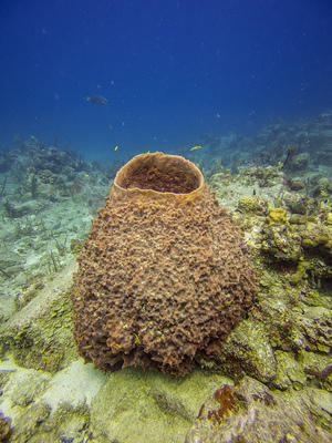 Large sponge