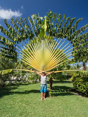 Louis and a fan palm