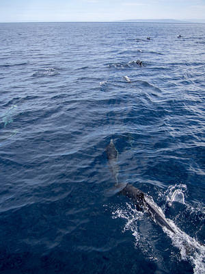 Dolphins leading the boat