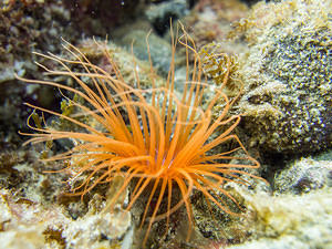 Orange tube-dwelling anemone