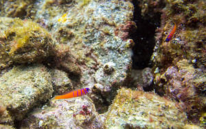 Catalina goby