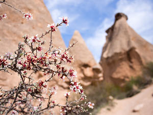 Spring flowers