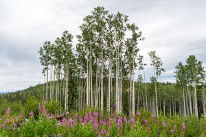 Fireweed and poplar trees