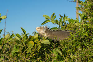 Iguana