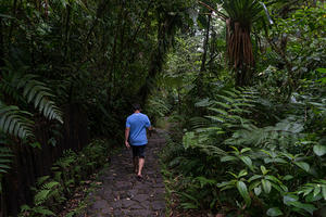 Mike walking the rain forest path
