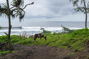 Pony surf