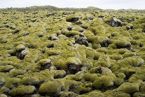 Moss covered lava field