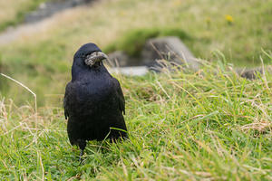 A curious crow