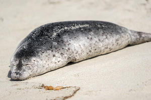 La Jolla Harbor Seals