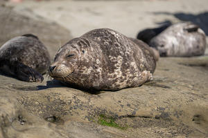 Sleeping harbor seals