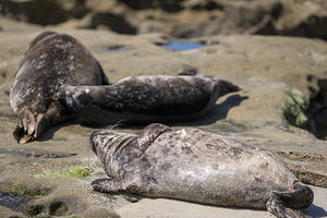 Sleeping harbor seals