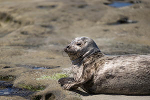 Harbor seal