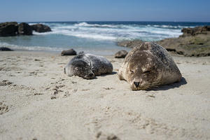 Harbor seal mom and pup