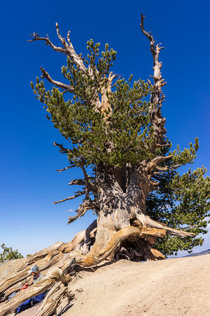 Wally Waldron Tree, a 1500 year old Limber Pine