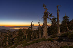 Limber pines on Mt Baden-Powell summit